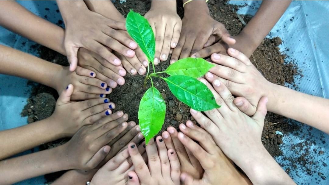 Plantio de girassois em caixa de leite